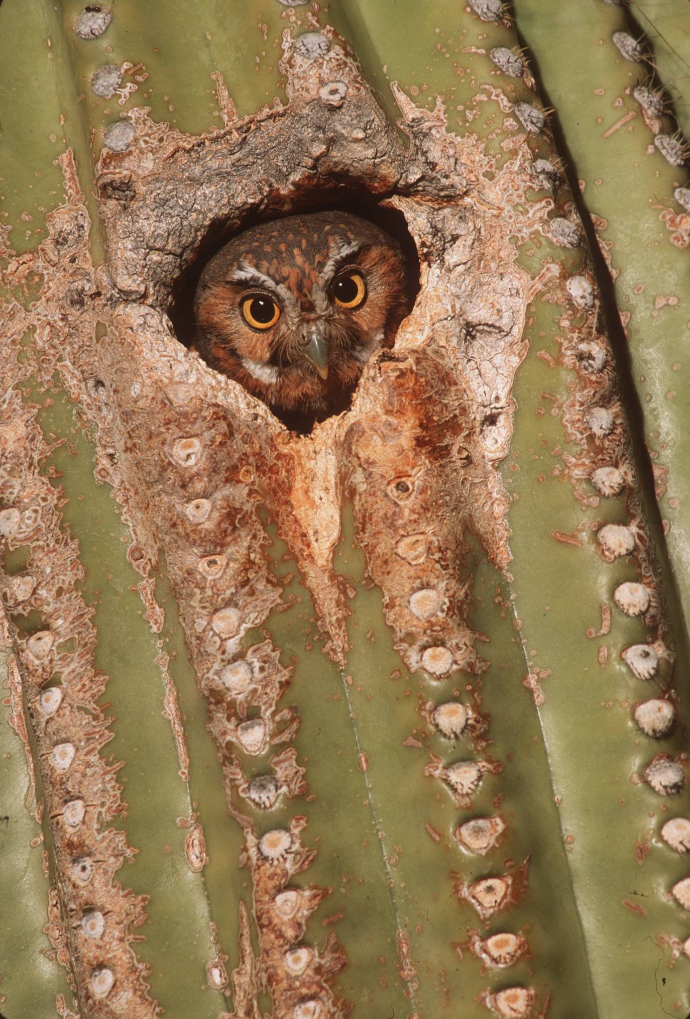 AZ Desert Museum Owl